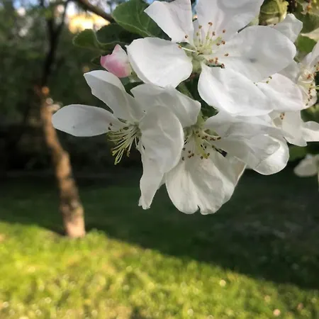 Private House, Walk To Old Town, Garden And Parking تالين